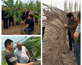 洪荒农人公司，孙老师，梁老师等葡萄技术专家和王老师桃树种植专家，全程技术指导农户种植葡萄和桃树