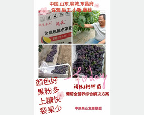 山东.聊城葡萄种植全营养解决方案：冲施阔钛水溶肥和钙钾菌生物菌肥后葡萄颜色好，上糖快，裂果少