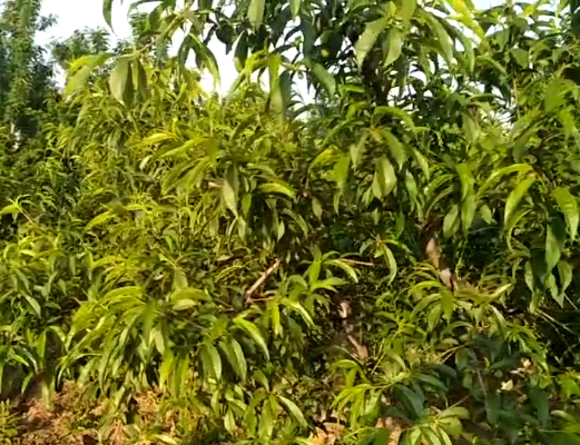 平顶山郏县桃树用虱爷杀虫剂治疗蚜虫效果：用完虱爷杀虫剂后死虫快，持效期长长，一个多月都没蚜虫