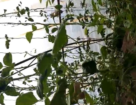 新疆哈密豆角使用虱爷杀虫剂效果,死虫快，死虫彻底，对白粉虱效果显著