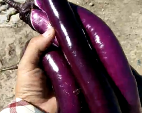 使用阔钛水溶肥冲施的茄子，茄子长十分漂亮，又紫又亮
