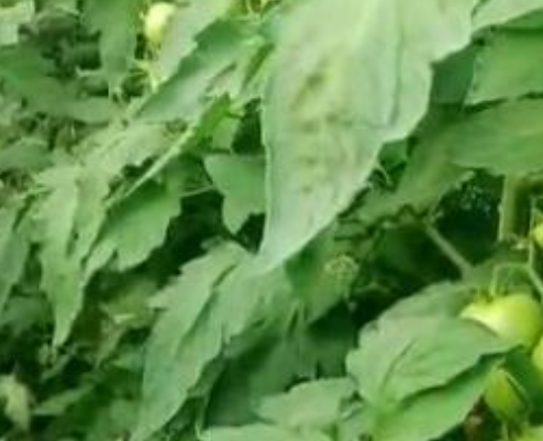 番茄使用阔钛水溶肥效果