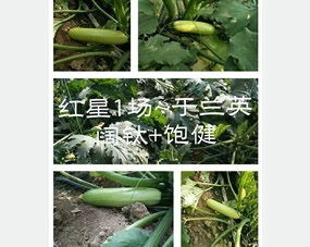 红星1场，于兰英种植的西葫芦，全程使用饱健叶面肥和阔钛冲施肥，长得又直又均匀，西葫芦好看产量高，于大姐特别满意