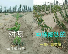 一年生葡萄：冲施阔钛水溶肥和没有冲施阔钛水溶肥的对比图！阔钛好不好？请看上图！！