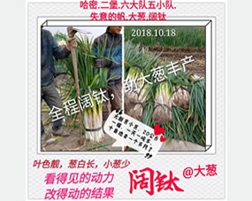 用地不养地，土壤会贫瘠！大葱全程冲施阔钛水溶肥，土壤肥力充足，解决土壤肥力与板结，土壤好，大葱就会长得好，葱白长粗，叶片厚绿