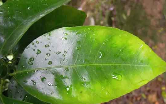 水溶肥厂家