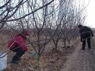 苹果树春季还用施肥吗？