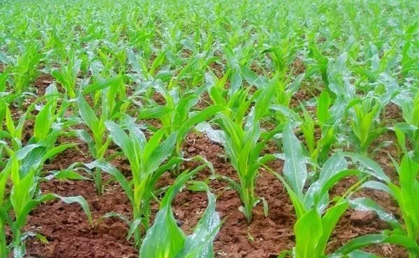 种植玉米，做好这5种施肥方法，有效提高玉米产量