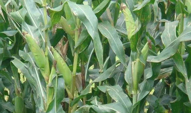 种植玉米，做好这5种施肥方法，有效提高玉米产量