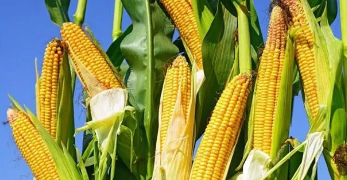 玉米施肥时间及技巧介绍