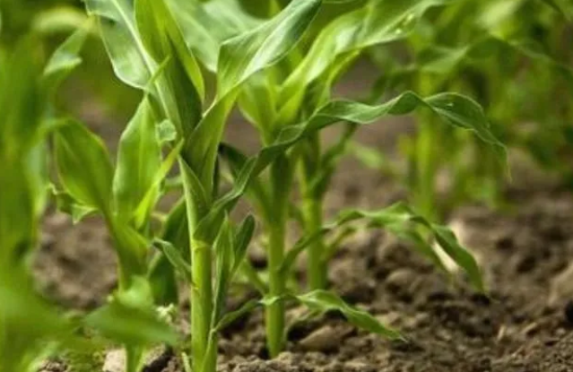 玉米追肥在什么时期 用什么肥料