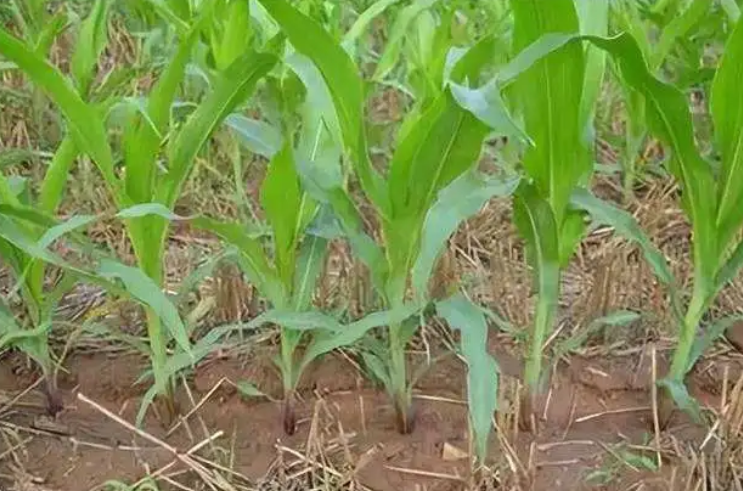 玉米追肥很重要，掌握这三要点让玉米更高产