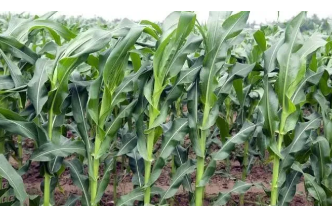 玉米施肥管理要点，施好“五种肥”，玉米棒大粒多