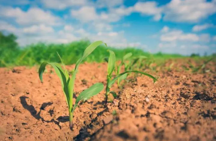 玉米施肥管理要点，施好“五种肥”，玉米棒大粒多