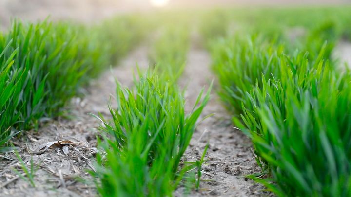 小麦冬季如何科学施肥才高产